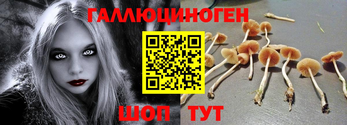 купить закладку  Псилоцибиновые грибы Psilocybe  Крымск  Вход с VPN  Псилоцибиновые грибы прущие грибы 